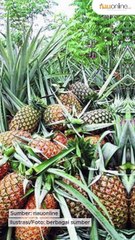 RAPP Dorong Petani Kuala Panduk Bangun Sentra Nanas Berdaya Saing