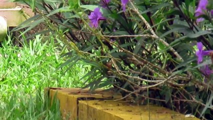 Turtledoves and Sparrows Bathing in a Puddle in Summer | Relaxing Garden Bird Bath