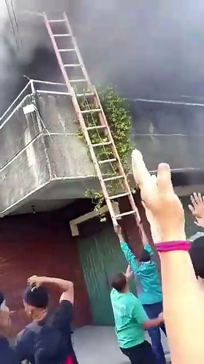 cães filipinas