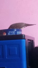 My pigeon Coquito, while eating his favorite seeds, played with a cup in a cute and funny way.