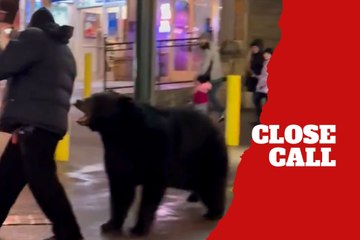 Man gets too close to a bear and triggers the animal’s aggressive reaction