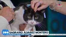 ¡Adopta, no compres! Rex y Donatello son dos gatitos que buscan un hogar