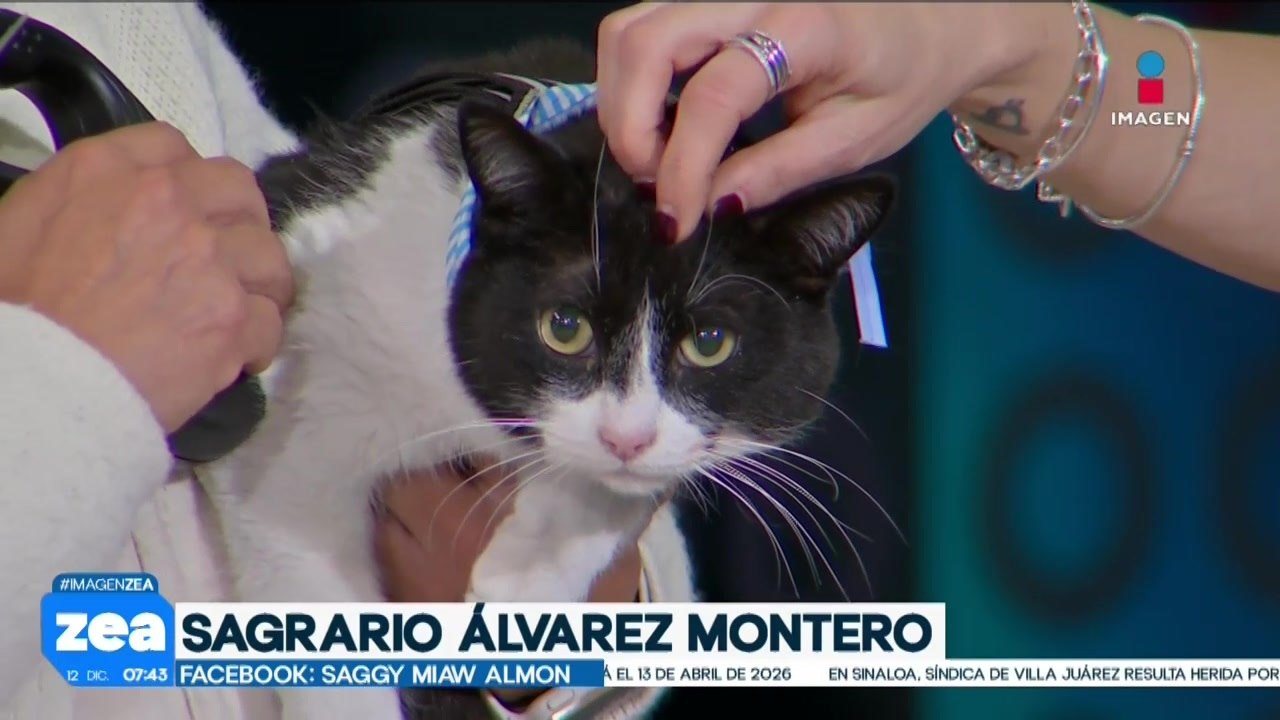 ¡Adopta, no compres! Rex y Donatello son dos ga...
