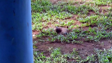 Birds Eating with Chill House Music 🎧 | Nature and Relaxation for Studying and Sleeping