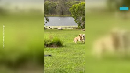 Giant Hailstorm Scares Away Dogs