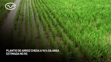 Plantio de arroz chega a 94% da área estimada no Rio Grande do Sul