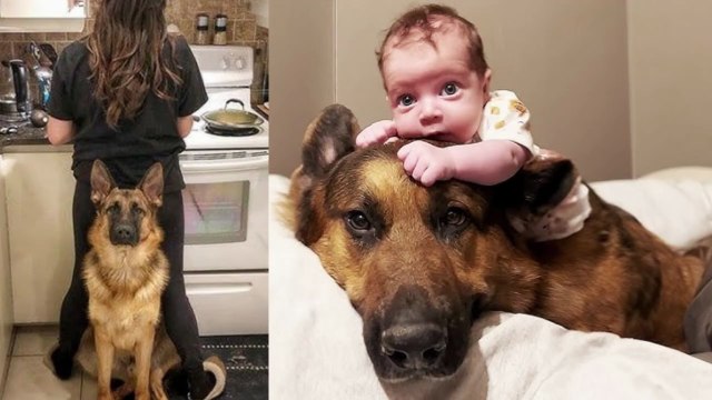 Dogs Protecting Their Owners! 🐕❤️