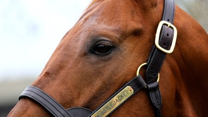 Morny Hero Whistlejacket New to Haras de Grandcamp