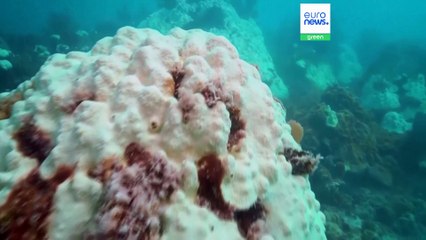 Δέκα χρόνια από τη Συμφωνία του Παρισιού: Απομακρύνεται από τους στόχους της η ανθρωπότητα