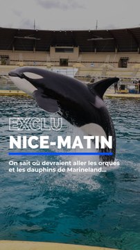 EXCLU NICE-MATIN - On sait où devraient être transférés les orques et les dauphins de Marineland