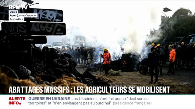 Dermatose bovine: les agriculteurs se mobilisent face aux abattages massifs