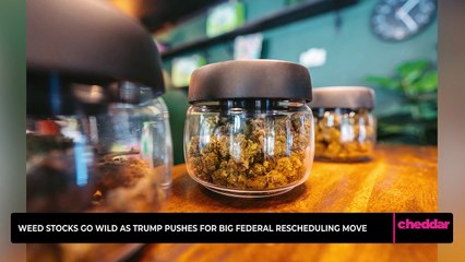 Weed Stocks Go Wild as Trump Pushes for Big Federal Rescheduling Move