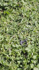 Yo Soy El Que Manda ES #ReelShort