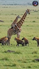 Hyena hunts giraffe, but gets kicked away#wildlife