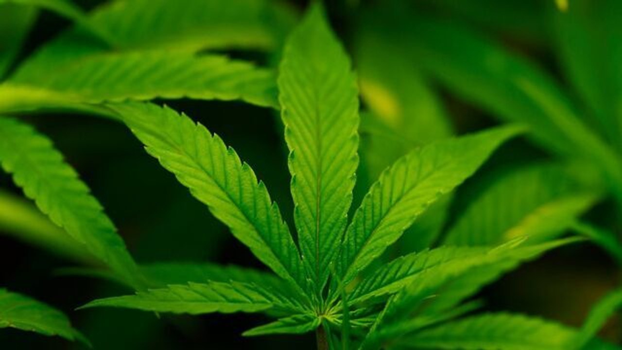 Trump Expected to Label Pot a Less Dangerous Drug