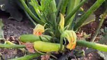 A zucchini plant without fruit.