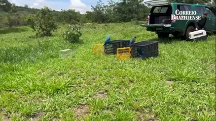 Araras-canindé são soltas na Chapada Imperial