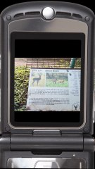 A symbol of beauty and balance in the wild! 🌾   #BlackbuckIndia #WildlifeElegance