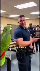 American parrot speaking English! Funny talking parrot
