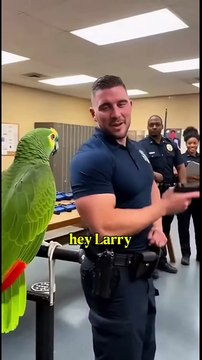 American parrot speaking English! Funny talking parrot