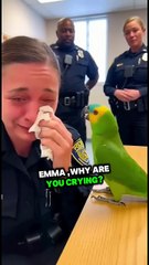 American parrot speaking English! Funny talking parrot