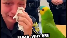 American parrot speaking English! Funny talking parrot