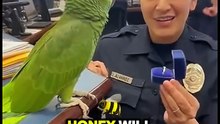 American parrot speaking English! Funny talking parrot