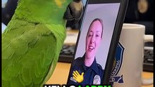 American parrot speaking English! Funny talking parrot