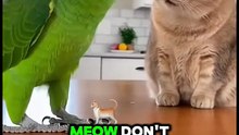 American parrot speaking English! Funny talking parrot