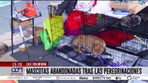 Mascotas abandonadas después de las peregrinaciones, ¿quién las ayuda?