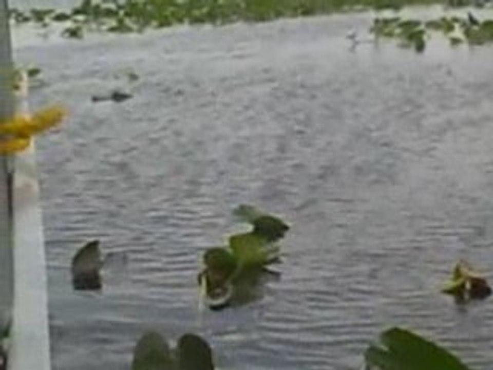 alligator party