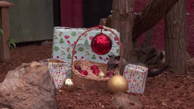 Wrapped Gifts and Holiday Treats Bring Joy to Zoo Animals