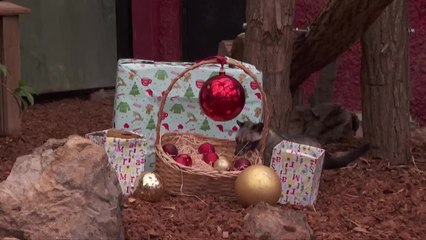 Wrapped Gifts and Holiday Treats Bring Joy to Zoo Animals