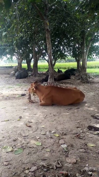 Beautiful cow