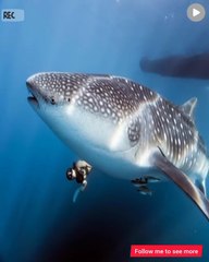 The largest whales in the oceans, a sight that soothes the eyes and mind  أكبر الحيتان في المحيطات، مشهد يريح العين والعقل