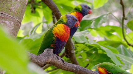 These Colorful Parrots Are Loud, Social, and Incredible Climbers