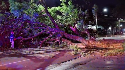 Árvore de grande porte cai e interdita rua Jorge Lacerda em Cascavel