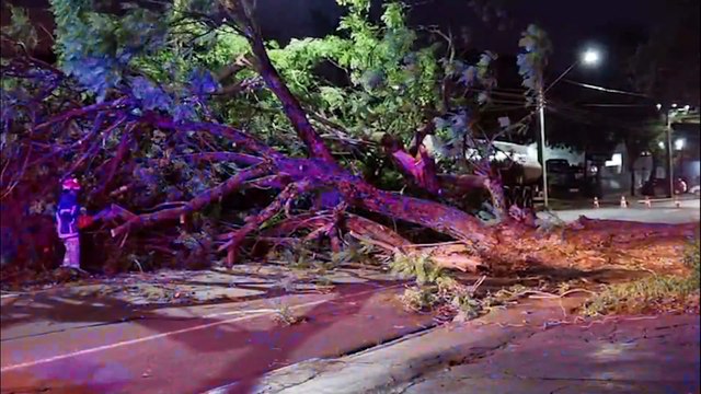 Árvore de grande porte cai e interdita rua Jorge Lacerda em Cascavel