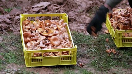 ¿Te lo vas a Comer? El comercio ilegal de setas