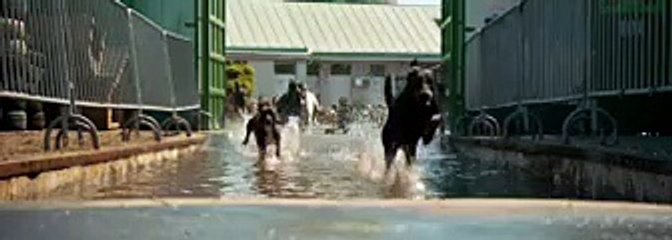 Fehér Isten: Trailer HD OV ned ond