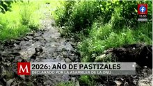 ONU declara al 2026 Año Internacional de los Pastizales | Milenio Hábitat