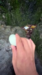 #funny video #shortvideo #viralvideo #funnyadda#