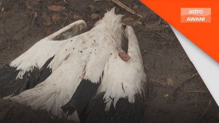 Wabak selesema burung dikesan di Madrid