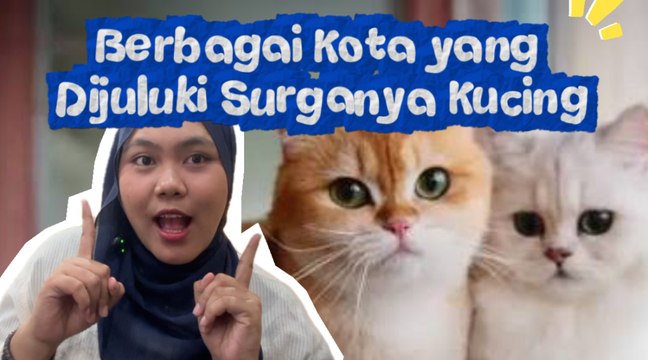 Kota yang Dijuluki Surganya Kucing-Serius Ini Hewan?
