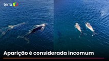 Três baleias-jubarte surpreendem pescadores ao aparecerem coladas à costa de Arraial do Cabo