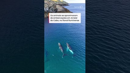 Três baleias-jubarte surpreendem pescadores ao aparecerem perto da costa de Arraial do Cabo #shorts