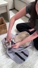 Cat grooming wrap #cat #bestpetsupplies
