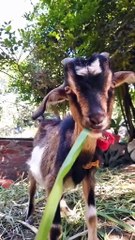 037d11c3cdf5f035aab07c0f69c8a6d9