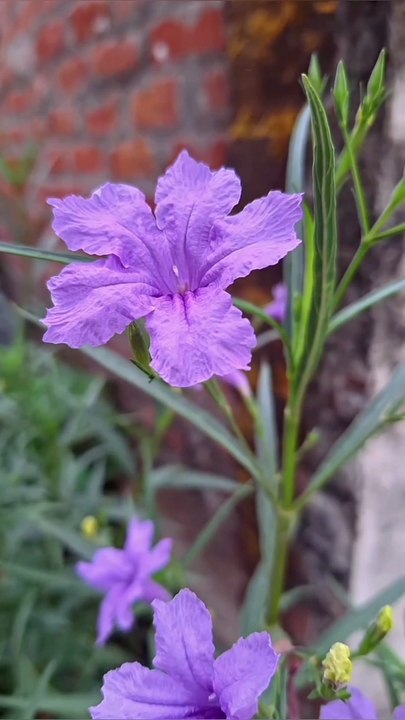 Beautiful nature video with song l amazing nature views l real beauty of nature