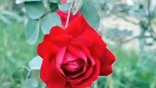 Red rose flowers status l rose flowers video